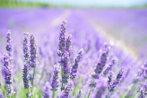 lavendel fuer aromatherapie