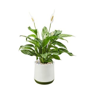Echte Pflanze als natürlicher Luftreiniger - AIRY Pot M mit Einblatt 7